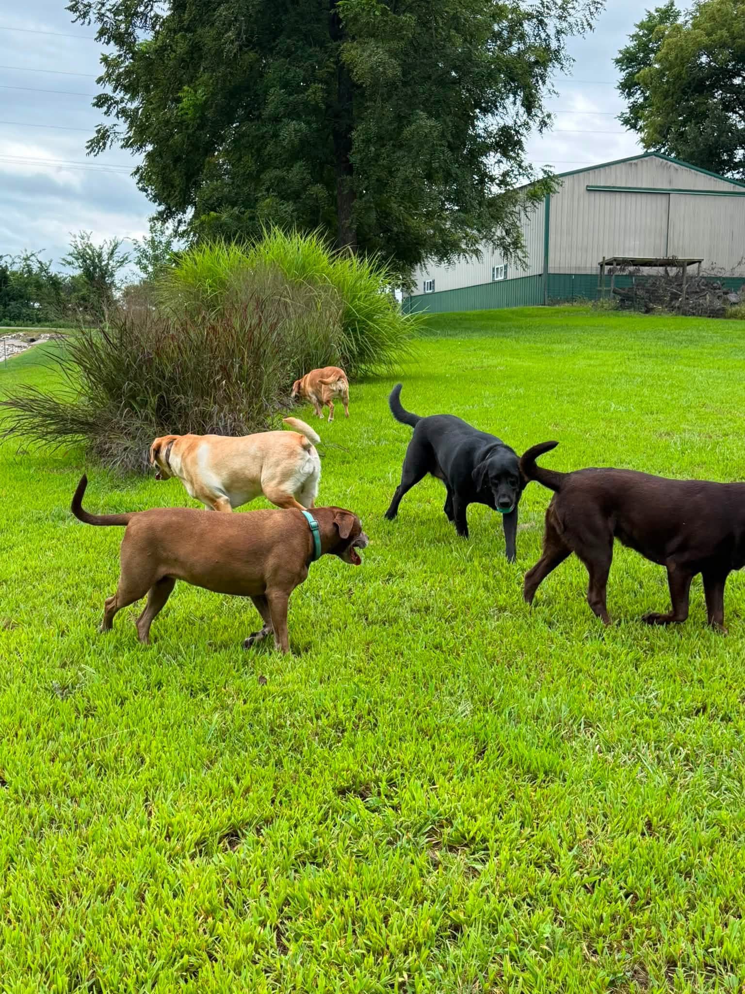 Dogs enjoying supervised group play in the grassy yard