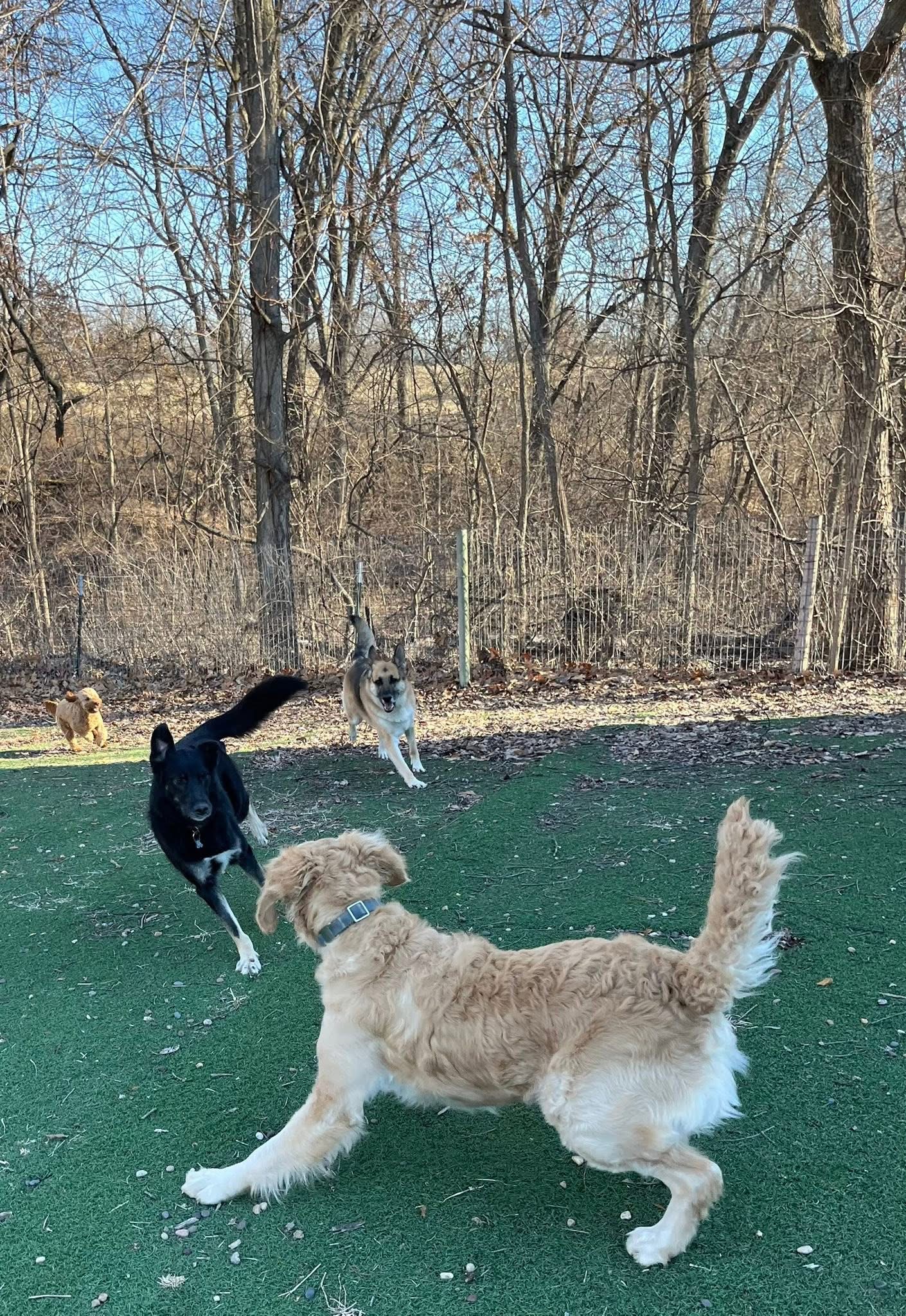 Dogs running together in the wooded play yard