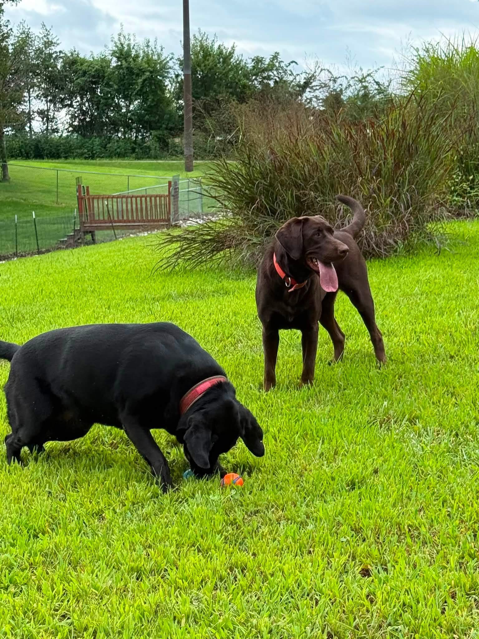 Two Labrador retrievers playing outside at Pawsitively Home